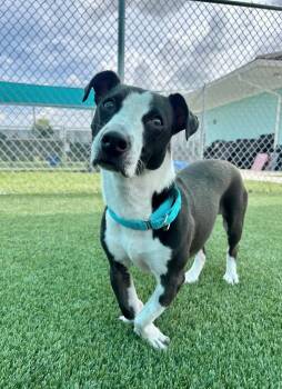 Oreos -  Dachshund and Terrier Dog for Adoption in Cape Coral, Florida - Oreos | PetCurious