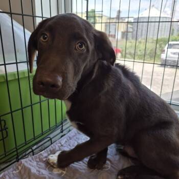 Labrador Retriever Dogs Available for Adoption in Cleveland, Mississippi - Trapper | PetCurious