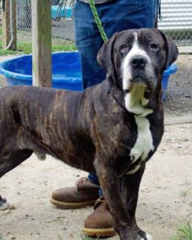 Rescue Mixed Breed Dogs for Adoption in West Chester, Pennsylvania - Sully | PetCurious