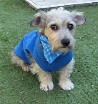 Buffy -  Schnauzer and Corgi Dog for Adoption in Fallbrook, California - Buffy | PetCurious