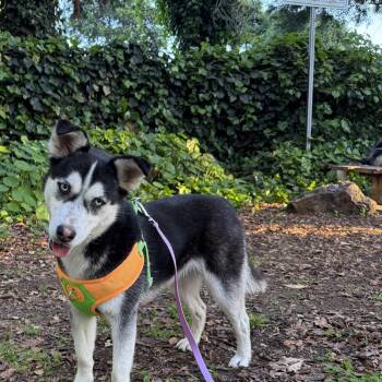 Pomsky and Klee Kai Dogs Available for Adoption - Sasha | PetCurious