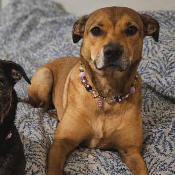 Hound Dogs Available for Adoption in Seneca, South Carolina - India | PetCurious