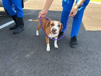 RADAR -  Pit Bull Terrier and Mixed Breed Dog for Adoption in Ocala, Florida - RADAR | PetCurious