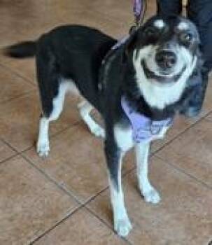 Rescue Shepherd Dogs for Adoption in Fort Worth, Texas - Bella | PetCurious