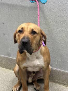 LAZY -  Bullmastiff Dog for Adoption in Las Vegas, Nevada - LAZY | PetCurious