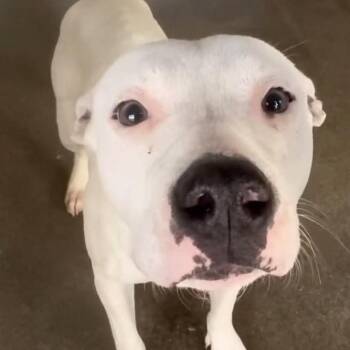 Pit Bull Terrier and Mixed Breed Dogs Available for Adoption - Mama Anahi | PetCurious