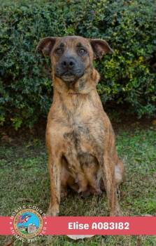 Elise -  Plott Hound Dog for Adoption in Mobile, Alabama - Elise | PetCurious