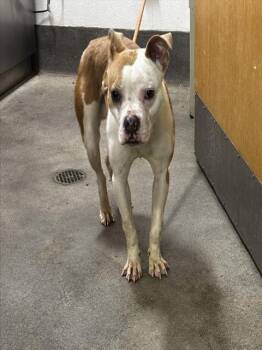 A572782 -  Pit Bull Terrier Dog for Adoption - A572782 | PetCurious