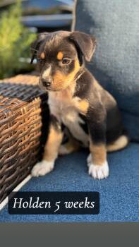 Holden -  Australian Shepherd and Pit Bull Terrier Dog for Adoption in Texarkana, Texas - Holden | PetCurious