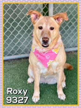 ROXY -  Golden Retriever and German Shepherd Dog Dog for Adoption in Marietta, Georgia - ROXY | PetCurious