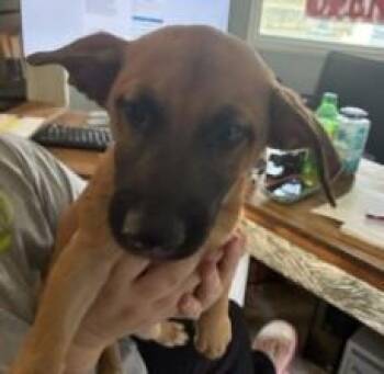 Sosa -  Shepherd and Mixed Breed Dog for Adoption in West Memphis, Arkansas - Sosa | PetCurious