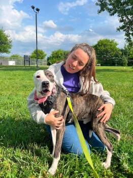 Scout -  Terrier and Pit Bull Terrier Dog for Adoption in Elyria, Ohio - Scout | PetCurious