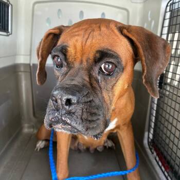 Misty -  Boxer and Mixed Breed Dog for Adoption in Montgomery, Alabama - Misty | PetCurious