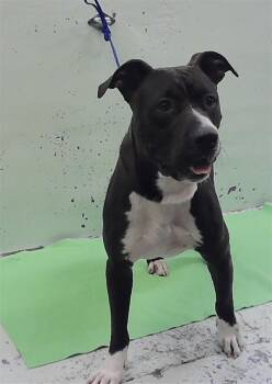 A2083200 -  Staffordshire Bull Terrier and Mixed Breed Dog for Adoption in Houston, Texas - A2083200 | PetCurious