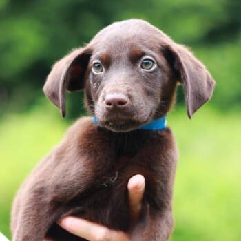 CT Crunch Wrap -  Pointer and Mixed Breed Dog for Adoption in Eastford, Connecticut - CT Crunch Wrap | PetCurious