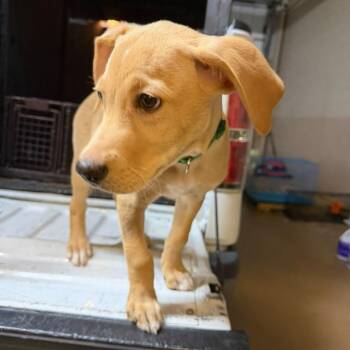 Gator -  Mixed Breed Dog for Adoption in Gadsden, Alabama - Gator | PetCurious