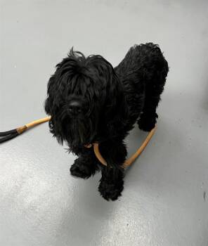 Beauty -  Poodle and Terrier Dog for Adoption in Phoenix, Oregon - Beauty | PetCurious