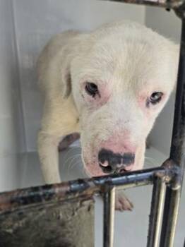 Chad Michael Furry -  Mixed Breed Dog for Adoption in Atlanta, Georgia - Chad Michael Furry | PetCurious