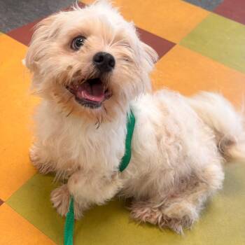 Bonkers -  Mixed Breed Dog for Adoption in Philadelphia, Pennsylvania - Bonkers | PetCurious