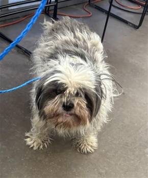 DAWN -  Mixed Breed Dog for Adoption in Dallas, Texas - DAWN | PetCurious
