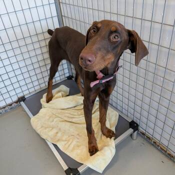 Valkyrie -  Doberman Pinscher Dog for Adoption in Chico, California - Valkyrie | PetCurious