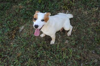 Ridge -  Australian Cattle Dog Blue Heeler Dog for Adoption in Manchester, Tennessee - Ridge | PetCurious
