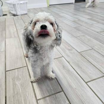 Yorkshire Terrier Dogs Available for Adoption in Newport, Tennessee - Sissy | PetCurious