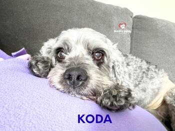 Koda -  Cockapoo Dog for Adoption in Council Bluffs, Iowa - Koda | PetCurious