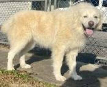 Rescue Great Pyrenees Dogs for Adoption in Glasgow, Kentucky - Duke | PetCurious