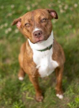 Kylie -  Terrier Dog for Adoption in Stratham, New Hampshire - Kylie | PetCurious