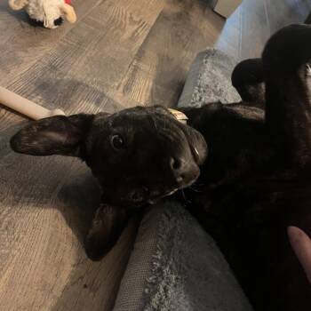 Jasmine -  Mixed Breed Dog for Adoption in Summerville, South Carolina - Jasmine | PetCurious