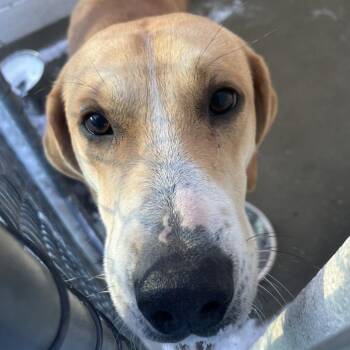 Hound Dogs Available for Adoption - 70031 | PetCurious