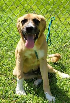 Millie -  Mixed Breed Dog for Adoption in Groveland, Massachusetts - Millie | PetCurious