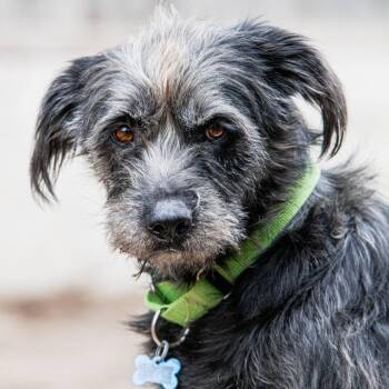 Pepper -  Schnauzer and Terrier Dog for Adoption in Boerne, Texas - Pepper | PetCurious