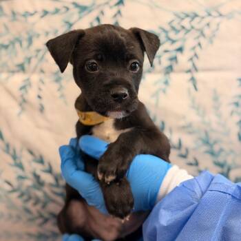 Henry -  Labrador Retriever and Mixed Breed Dog for Adoption in San Antonio, Texas - Henry | PetCurious