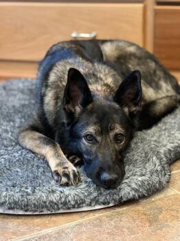 German Shepherd Dog Dogs Available for Adoption - Britta | PetCurious