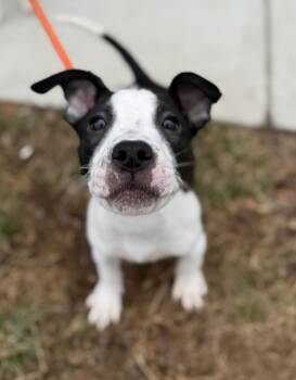 Pit Bull Terrier Dogs Available for Adoption - Barry Manilow (ID 50544/725) | PetCurious