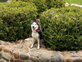 Rescue Siberian Husky Dogs for Adoption in Walnut Creek, California - Franklin | PetCurious