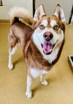Siberian Husky Dogs Available for Adoption in Derwood, Maryland - RODRIGO | PetCurious