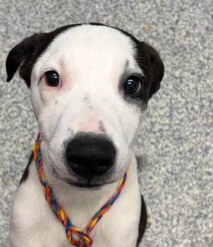 Border Collie Dogs Available for Adoption in Golden, Colorado - Brindle | PetCurious