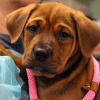 Mastiff and Boxer Dogs Available for Adoption in South Elgin, Illinois - Beignet | PetCurious