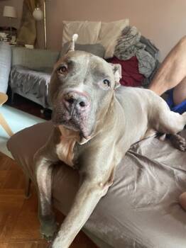 Rescue Mixed Breed Dogs for Adoption in New York, New York - Blue Shell | PetCurious