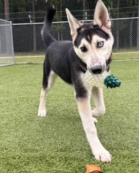 Sierra -  Husky Dog for Adoption in Fredericksburg, Virginia - Sierra | PetCurious