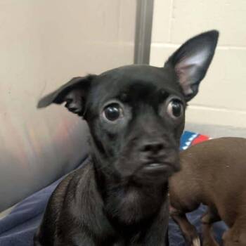 Winterfresh -  Chihuahua and Pug Dog for Adoption in Oceanside, California - Winterfresh | PetCurious