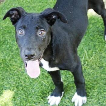 Stewie -  Labrador Retriever and Mixed Breed Dog for Adoption in Hopkinton, Massachusetts - Stewie | PetCurious