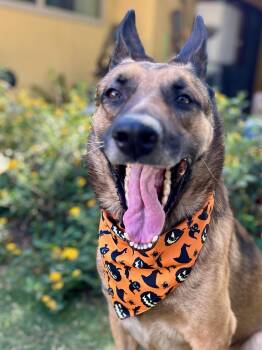 Rescue German Shepherd Dog Dogs for Adoption in Santa Monica, California - Bear | PetCurious