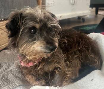Mimi -  Silky Terrier Dog for Adoption in Calgary, Alberta - Mimi | PetCurious