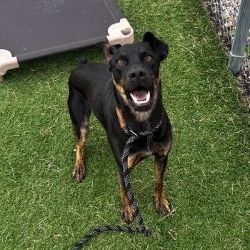 Dune -  Mixed Breed Dog for Adoption in Bristol, Indiana - Dune | PetCurious