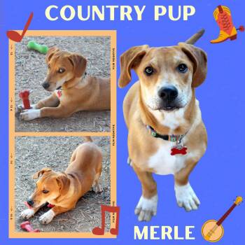 Merle -  Basset Hound Dog for Adoption in Lindsay, California - Merle | PetCurious