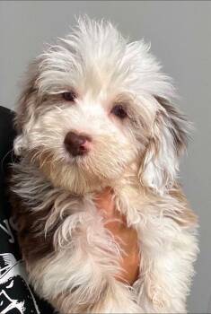 Wicca -  Havanese and Miniature Poodle Dog for Adoption in Anniston, Alabama - Wicca | PetCurious